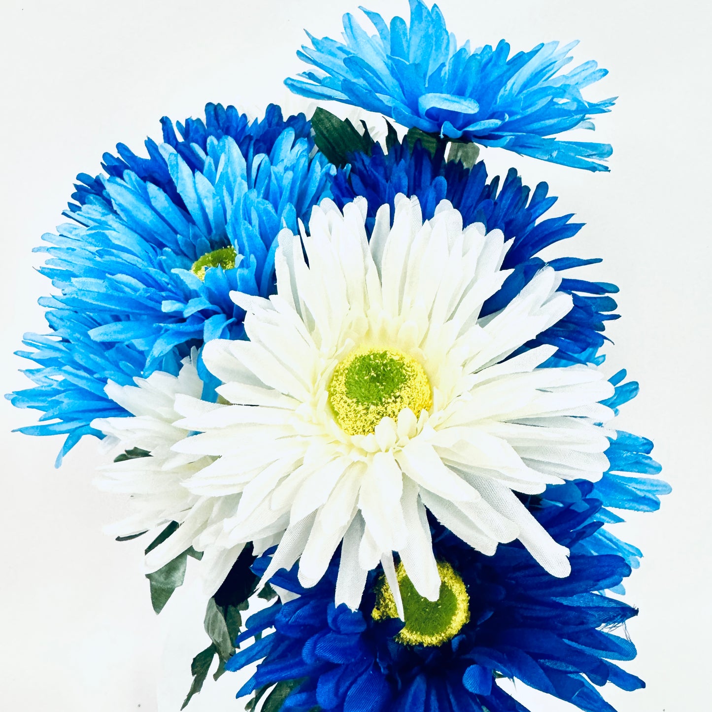 17.5 Inch Cream Blue Gerbera Bush X 12