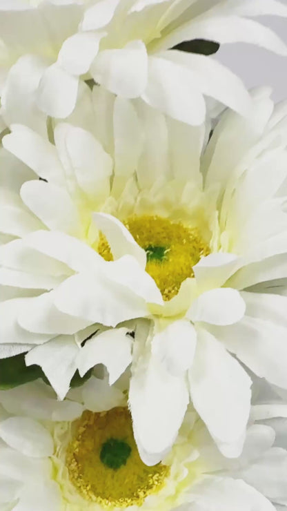 20 Inch Satin Gerber Daisy Bush x 7 - Cream